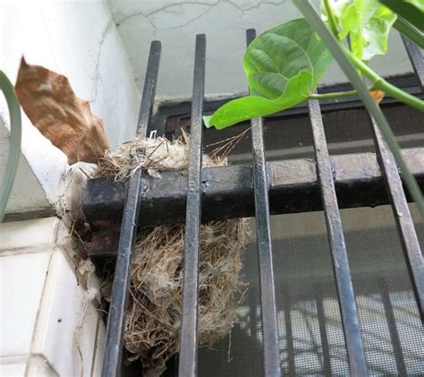 如何 讓麻雀 不要 來 築 巢|鳥害防治！如何防止鳥築巢？友善驅鳥、防鳥方法推薦 中西購安心